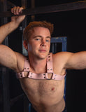 Stupid Cute Bulldog Harness